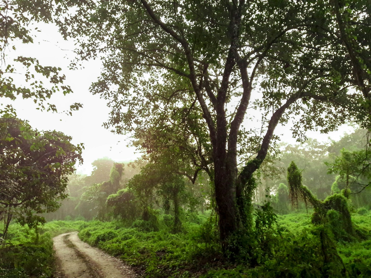 How Your Patronage Saves Endangered Island Habitats